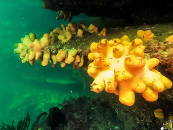 Sea Sponge